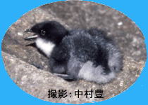 カンムリウミスズメの雛